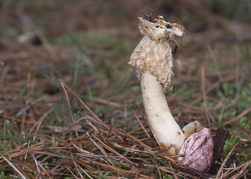 Phallus hadriani